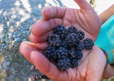 Collecting fruits in the forest in El Bolsón